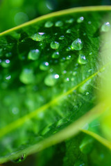 Flower Waterdrops Makro