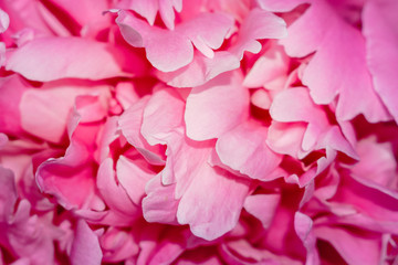 pink flower petals close up