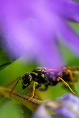 Wesp Makro Flower