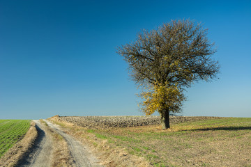 Fototapeta na wymiar Autumnal tree on the field, dirt road and blue sky