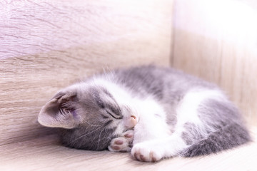 Cute little gray kitten sleeping on headboard. Copy space for text in background.
