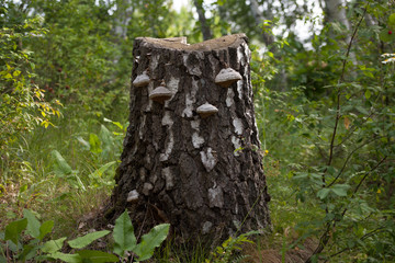 Stump in the forest