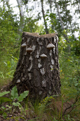 Stump in the forest