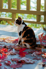 Funny cat on the terrace sitting on red maple leaves on gray wooden background. Selective focus.