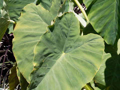 Colocasia esculenta | Grandes feuilles cordiformes, vein&eacute;es, charnues, vert fonc&eacute;, l&eacute;g&egrave;rement violet,  en forme d'oreilles d'&eacute;l&eacute;phant du taro ou Colocase