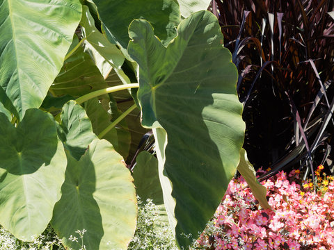 Colocasia esculenta | Grandes feuilles cordiformes, vein&eacute;es, charnues, vert fonc&eacute; en forme d'oreilles d'&eacute;l&eacute;phant du taro