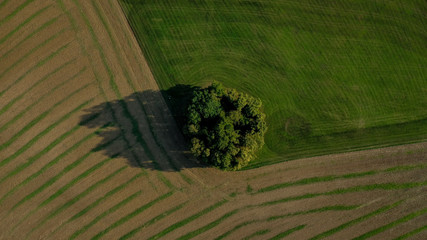 Single Trees Field Drone