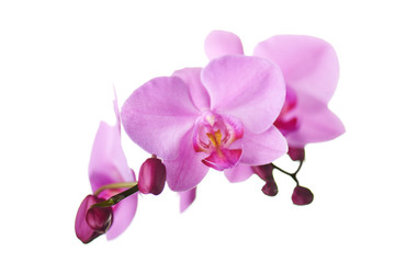 Naklejka na ściany i meble Purple orchids isolated on white.