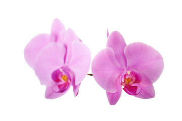 Fototapeta na wymiar Purple orchids isolated on white.