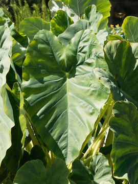 Grandes feuilles cordiformes, vein&eacute;es, charnues, vert fonc&eacute; en forme d'oreilles d'&eacute;l&eacute;phant du taro ou Colocase (Colocasia esculenta)