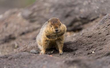 Portrait of a brave curious ground squirrel (Latin: Spermophilus. Also known as suslik or souslik) looking around on the rock. Base camp under Avacha volcano in Kamtchatka peninsula, Russian far East.