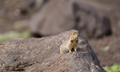 Portrait of a brave curious ground squirrel (Latin: Spermophilus. Also known as suslik or souslik) looking around on the rock. Base camp under Avacha volcano in Kamtchatka peninsula, Russian far East.