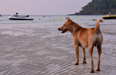Lonely Thai dog on the beach standing by the sea