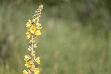 Common Mullein, or Bear’s Ear (Latin Verbascum thapsus) - a