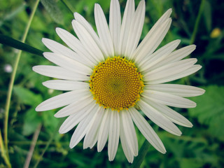 Obraz premium The queen of the field is always white