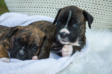 Two puppies on a blanket