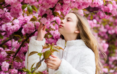Fototapeta premium Tender bloom. Girl enjoying cherry blossom or sakura. Cute child enjoy warm spring day. Aromatic blossom concept. Girl tourist posing near sakura. Child on pink flowers of sakura tree background