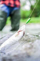 fisherman and trout. fish on the hook. trout bait. catch fish. fishing on lake. hobby and sport...