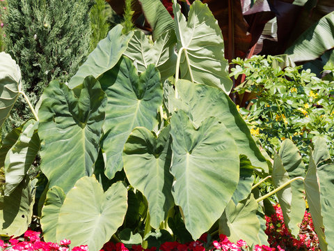 Colocasia esculenta | Taro ou Colocase