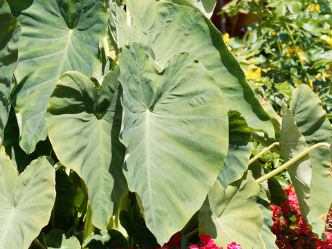 Grandes feuilles cordiformes en forme d'oreilles d'&eacute;l&eacute;phant du taro ou Colocase (Colocasia esculenta)