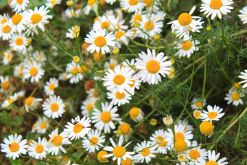 Fototapeta premium Bright and colorful daisies. floral background.