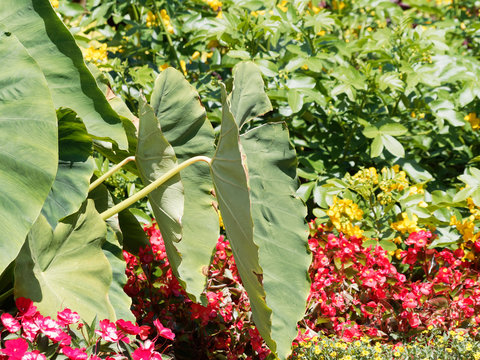 Colocasia esculenta | Grandes feuilles cordiformes en forme d'oreilles d'&eacute;l&eacute;phant du taro ou Colocase
