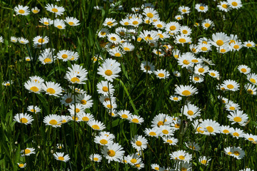 Margeriten bl&uuml;hen an einer B&ouml;schung