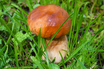 Boletus edulis, edible mushroom in forest. Porcini mushroom healthy and delicates food