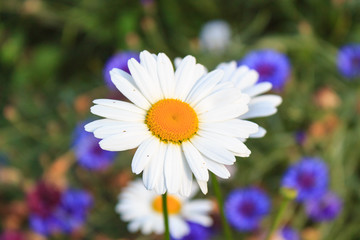 Fototapeta premium Bright and colorful daisies. floral background.