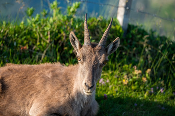 Steinbockgeiss in blühender Alpwiese im Berner Oberland