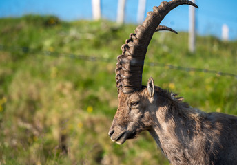 stattlicher Steinbock in blühender Alpwiese im Berner Oberland