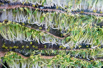 stack of bean sprouts