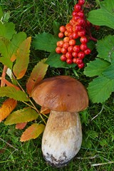 Boletus edulis, edible mushroom in forest. Porcini mushroom healthy and delicates food