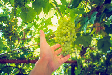 Naklejka na ściany i meble harvest green white grapes organic fruit