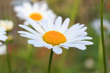 Fototapeta premium Bright and colorful daisies. floral background.