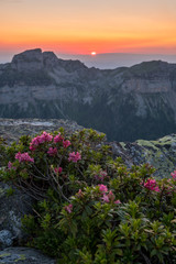 Sonnenuntergang mit Alpenrosen über dem Sigriswiler Rothorn