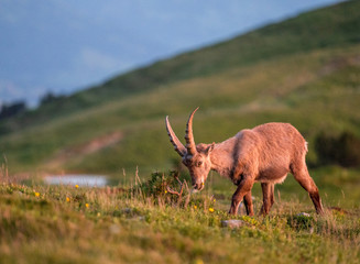 Junger Steinbock in Abendstimmung in Alpwiese im Berner Oberland