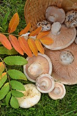 Fresh,edible mushrooms on the green grass in the forest.