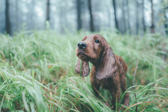 dog in the forest