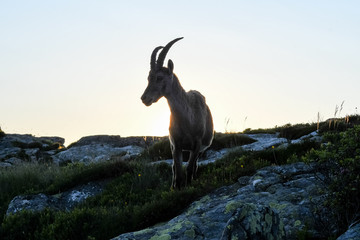 backlit silhouette of an Alpine ibex in the swiss alps