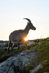 Fototapeta premium backlit silhouette of an Alpine ibex in the swiss alps