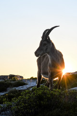 backlit silhouette of an Alpine ibex in the swiss alps