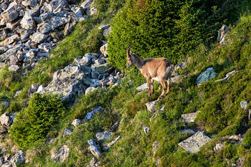 Alpine ibex in a slope in the Bernese Alps
