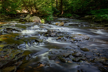 Rippling Brook in the Forest