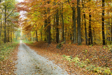 Road through an yellow autumn forest