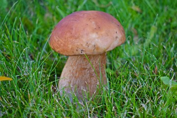 Boletus edulis, edible mushroom in forest. Porcini mushroom healthy and delicates food