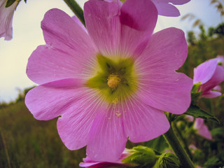 Flower of a kind of mallow