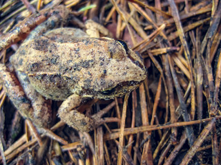 Little frog in the forest