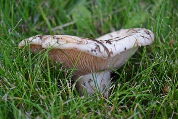 Lactarius vellereus-Fleecy milk mushroom close-up.Edible mushroom, the peppery-milk cap: also known...