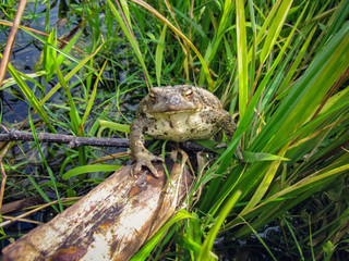 Mysterious Frog